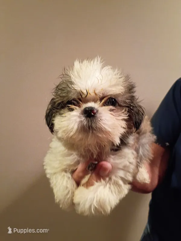 Larry – Shih Tzu puppy for sale in Hinesville, GA