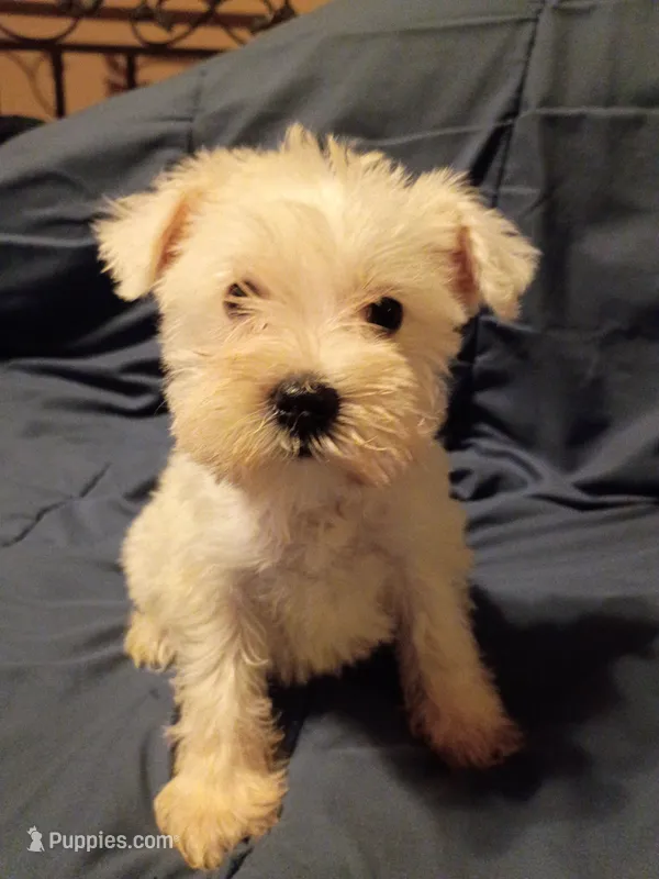 Snow – Miniature Schnauzer puppy for sale in Hinesville, GA