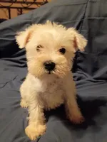 Snow, a female Miniature Schnauzer for sale in Hinesville, GA – 1 of 2