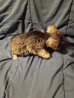 Sheba, a female Miniature Schnauzer for sale in Hinesville, GA – 2 of 3