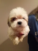 Teddy, a male Shih Tzu for sale in Hinesville, GA – 1 of 3