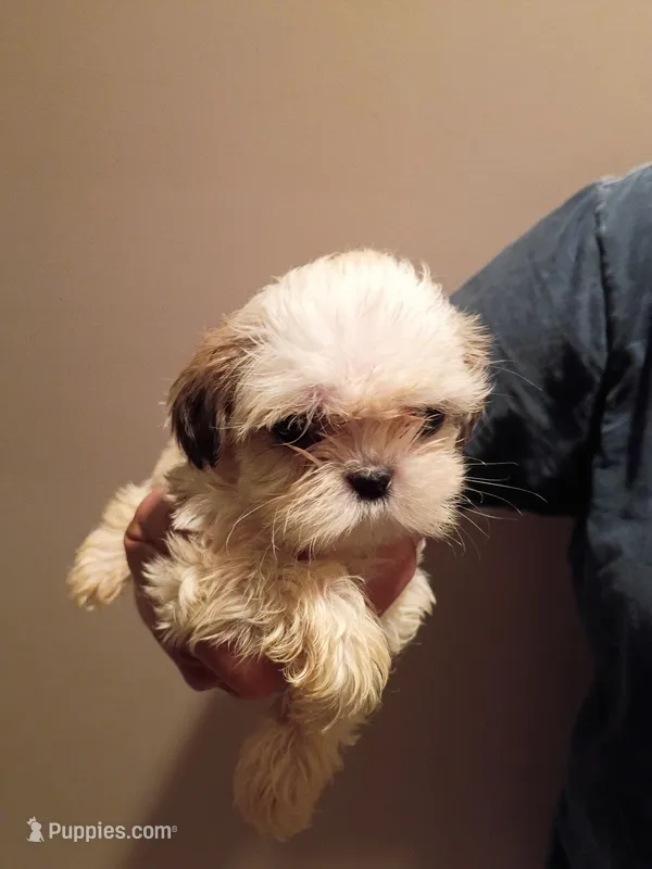 Baylor – Shih Tzu puppy for sale in Hinesville, GA