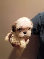 Baylor, a female Shih Tzu for sale in Hinesville, GA – 1 of 3