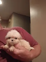 Freddy, a male Shih Tzu for sale in Hinesville, GA – 3 of 4
