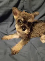 Sheba, a female Miniature Schnauzer for sale in Hinesville, GA – 3 of 3