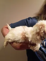 Teddy, a male Shih Tzu for sale in Hinesville, GA – 3 of 3