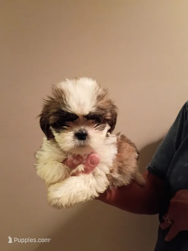 Taylor – Shih Tzu puppy for sale in Hinesville, GA