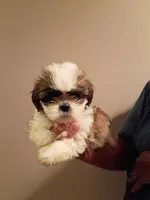 Taylor, a female Shih Tzu for sale in Hinesville, GA – 1 of 3