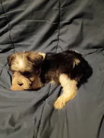 Lady, a female Miniature Schnauzer for sale in Hinesville, GA – 2 of 4