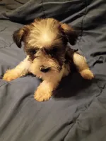 Lady, a female Miniature Schnauzer for sale in Hinesville, GA – 4 of 4