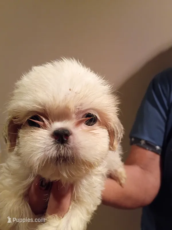 Freddy – Shih Tzu puppy for sale in Hinesville, GA