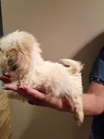Freddy, a male Shih Tzu for sale in Hinesville, GA – 2 of 4