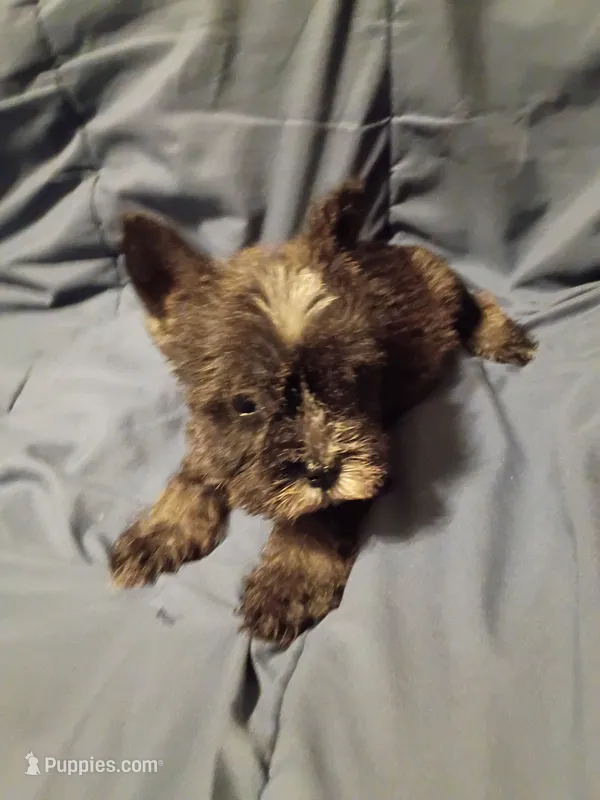 Larry – Miniature Schnauzer puppy for sale in Hinesville, GA