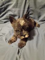 Larry, a male Miniature Schnauzer for sale in Hinesville, GA – 3 of 4