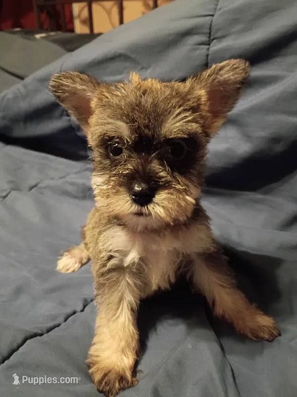 Larry – Miniature Schnauzer puppy for sale in Hinesville, GA