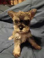Larry, a male Miniature Schnauzer for sale in Hinesville, GA – 1 of 4