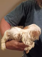 Baylor, a female Shih Tzu for sale in Hinesville, GA – 3 of 3
