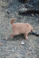 Ashley, a female Golden Retriever for sale in Ludowici, GA – Photo 2 of 3