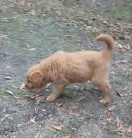 Ashley, a female Golden Retriever for sale in Ludowici, GA – Photo 3 of 3