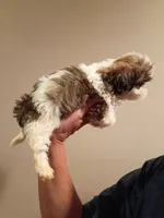 Taylor, a female Shih Tzu for sale in Hinesville, GA – 3 of 3