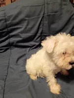 Snow, a female Miniature Schnauzer for sale in Hinesville, GA – 2 of 2