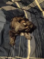 Larry, a male Miniature Schnauzer for sale in Hinesville, GA – 4 of 4