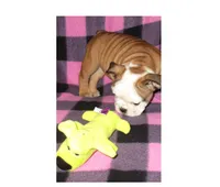 Dixie, a female English Bulldog for sale in Frankfort, KS – 2 of 2