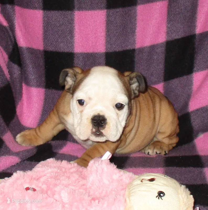 Dixie – English Bulldog puppy for sale in Frankfort, KS