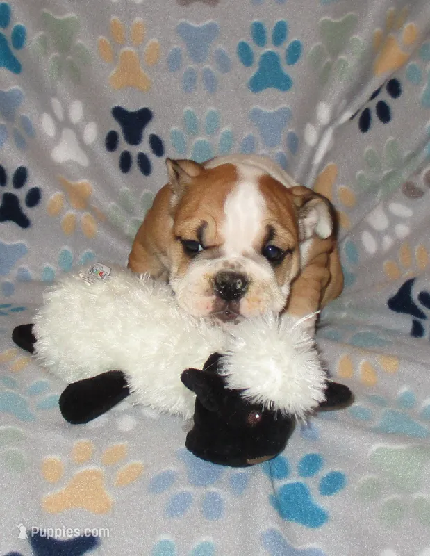 Trixie – English Bulldog puppy for sale in Frankfort, KS
