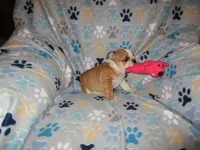 Trixie, a female English Bulldog for sale in Frankfort, KS – 2 of 2