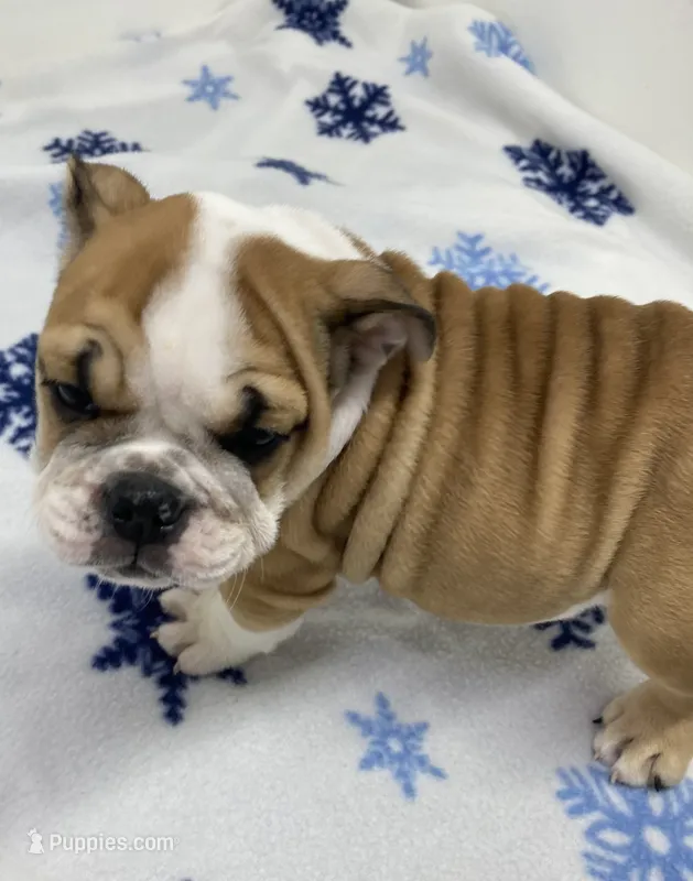 Trixie – English Bulldog puppy for sale in Frankfort, KS