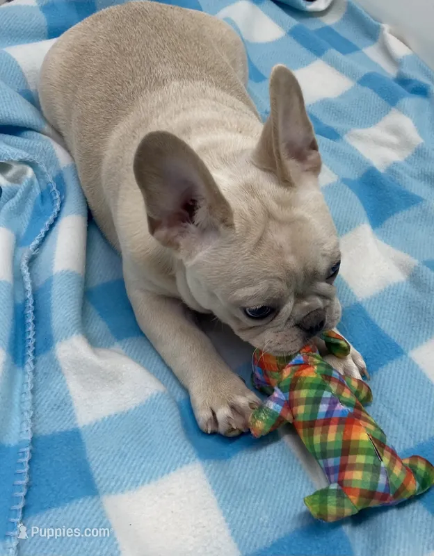 Snoopy – French Bulldog puppy for sale in Frankfort, KS