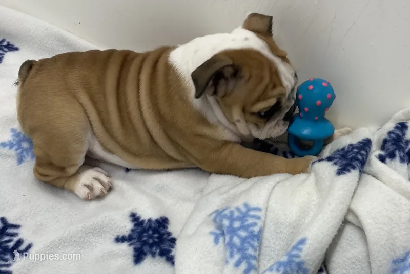 Trixie – English Bulldog puppy for sale in Frankfort, KS