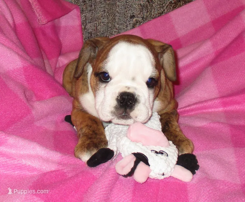 Brindy – English Bulldog puppy for sale in Frankfort, KS