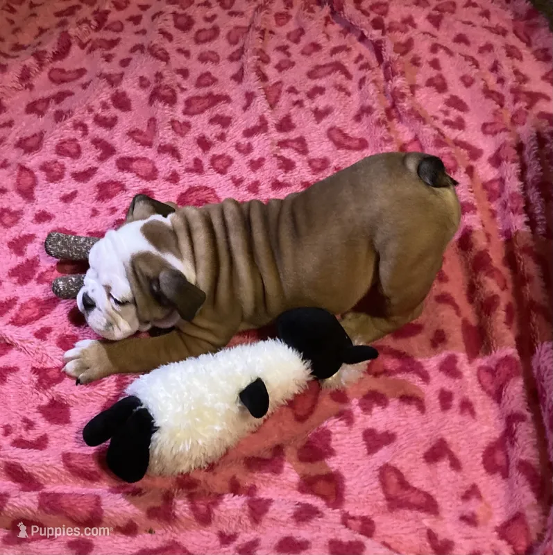 Dixie – English Bulldog puppy for sale in Frankfort, KS