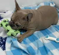Snookems, a male French Bulldog for sale in Frankfort, KS – 2 of 2