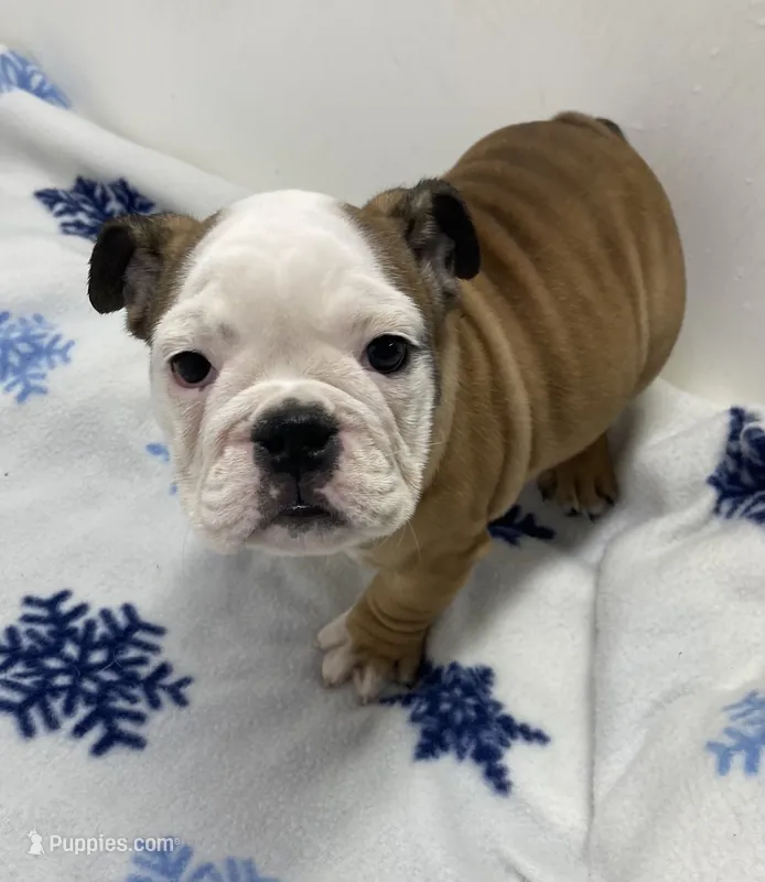 Dixie – English Bulldog puppy for sale in Frankfort, KS