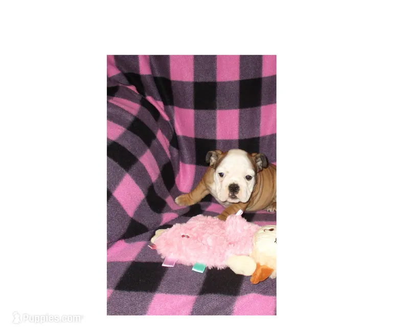 Dixie – English Bulldog puppy for sale in Frankfort, KS