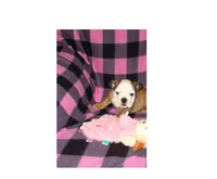 Dixie, a female English Bulldog for sale in Frankfort, KS – 1 of 2