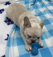 Snoopy, a male French Bulldog for sale in Frankfort, KS – 2 of 2