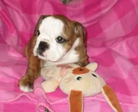 Brindy, a female English Bulldog for sale in Frankfort, KS – 2 of 2