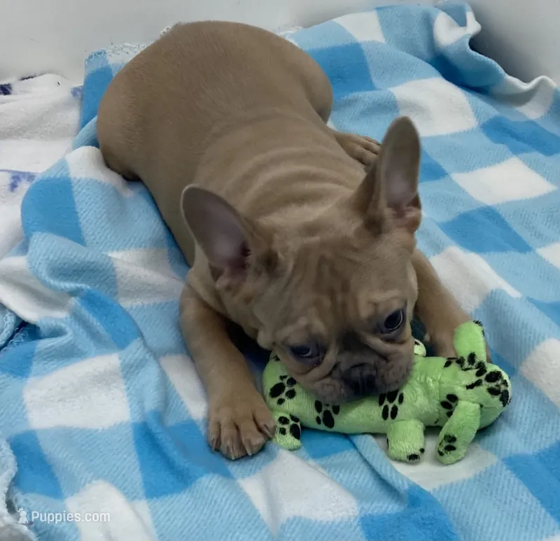 Snookems – French Bulldog puppy for sale in Frankfort, KS