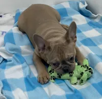 Snookems, a male French Bulldog for sale in Frankfort, KS – 1 of 2