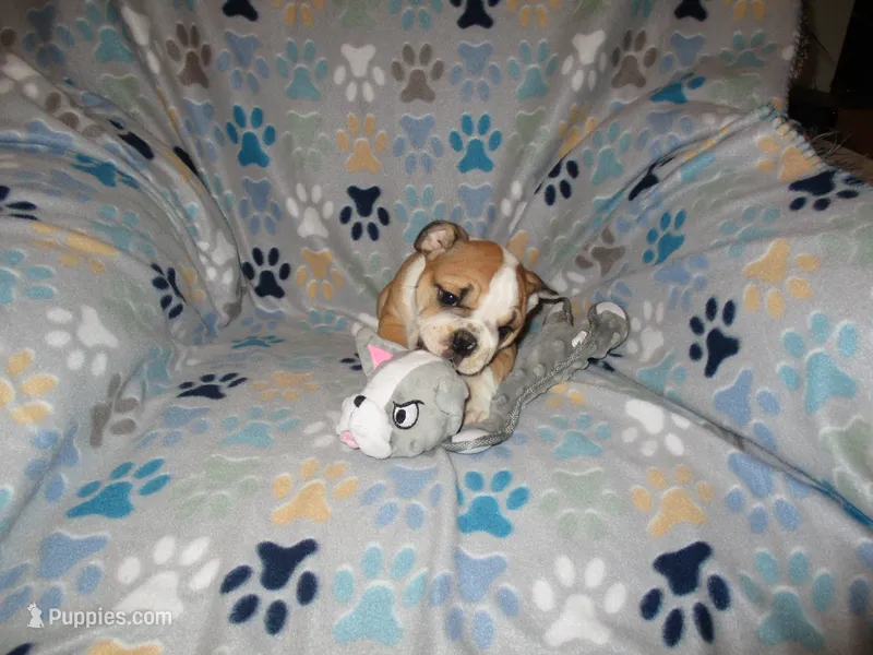 Trixie – English Bulldog puppy for sale in Frankfort, KS