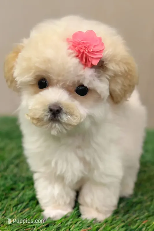 Zora – Maltese puppy for sale in Sacramento, CA