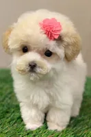 Zora, a female Maltese for sale in Sacramento, CA – 1 of 1