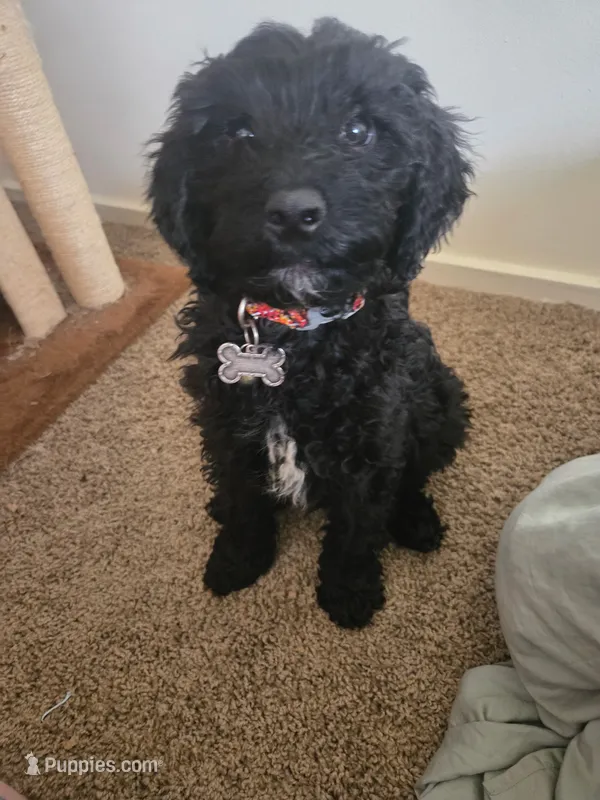 Bandit – Cavapoo puppy for sale in Rochester, NY