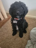 Bandit, a male Cavapoo for sale in Rochester, NY – 1 of 2