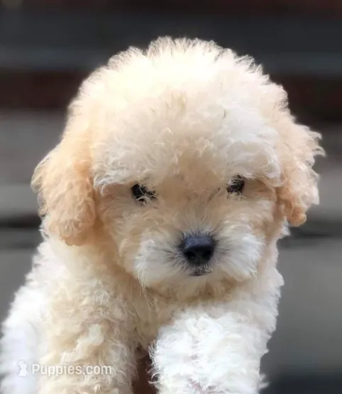 Honey – Maltipoo puppy for sale in Irvine, CA