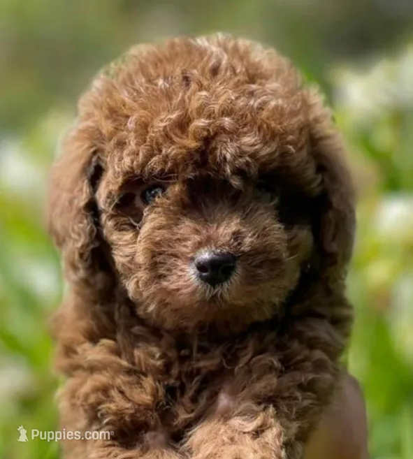 Cookie  – Yorkipoo puppy for sale in Irvine, CA